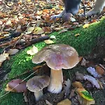 招待所 Waldnest Odenwald 瓦尔德·米歇尔巴赫