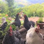 Waldnest Odenwald 招待所