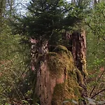 Waldnest Odenwald 招待所 3*