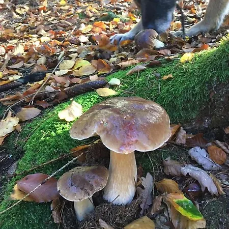 ゲストハウス Waldnest Odenwald ヴァルト・ミヒェルバッハ