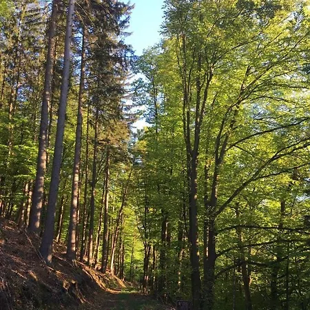 Waldnest Odenwald
