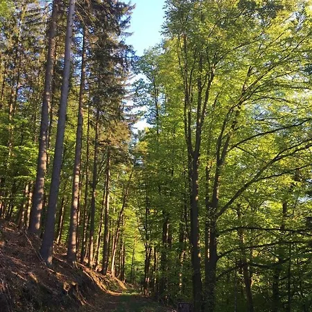 Waldnest Odenwald