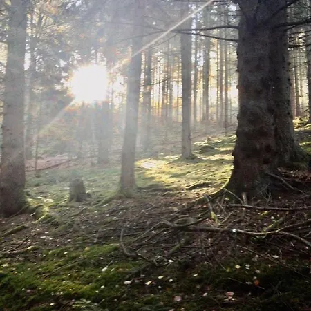 Waldnest Odenwald *