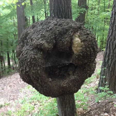 Waldnest Odenwald 3* ヴァルト・ミヒェルバッハ