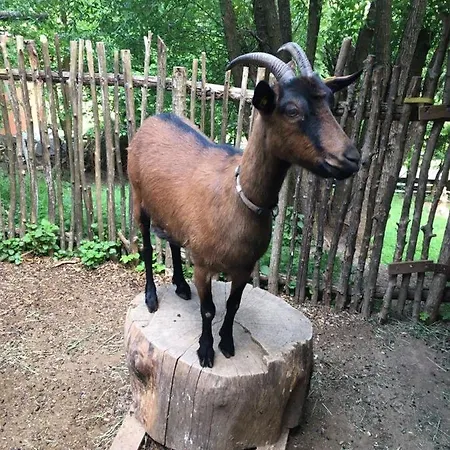 ゲストハウス Waldnest Odenwald ヴァルト・ミヒェルバッハ