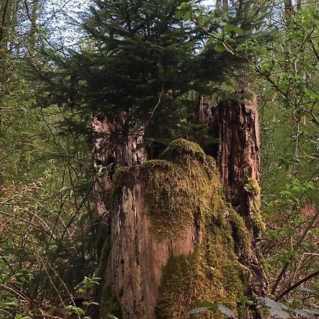 Waldnest Odenwald Pensión *