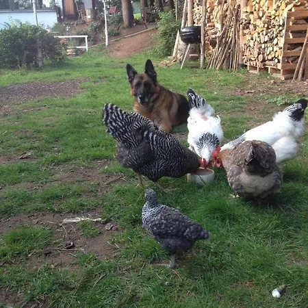 Waldnest Odenwald ヴァルト・ミヒェルバッハ